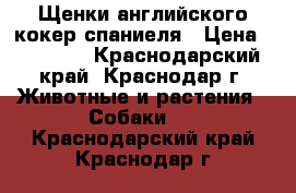 Щенки английского кокер спаниеля › Цена ­ 20 000 - Краснодарский край, Краснодар г. Животные и растения » Собаки   . Краснодарский край,Краснодар г.